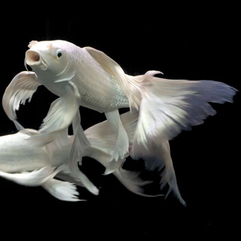 热带观赏鱼锦鲤鱼白金龙鲤纯种长尾蝴蝶鲤贵妃金龙红龙鱼虹鱼活体 14