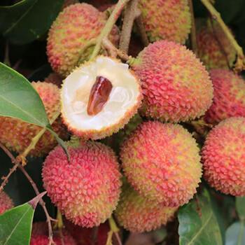 京凯海南现摘荔枝水果礼盒装新鲜妃子笑荔枝4斤