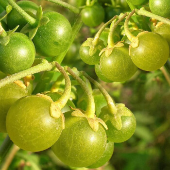 壽禾龍葵種子野葡萄龍葵果黑悠悠食用中藥四季春季家庭種植野果種籽