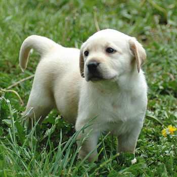 【京东推荐】荣郁 宠物狗中华田园犬活体金毛拉布拉多活体小型犬泰迪