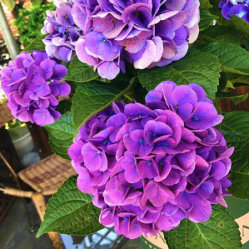 繡球花苗盆栽無盡夏八仙花四季開花陽臺庭院花卉植物盆栽繡球老樁紫色