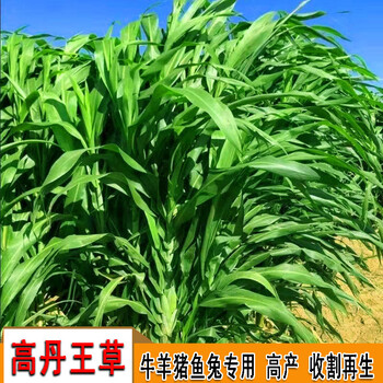 高丹王草种子牧草养牛羊猪鱼兔高产耐旱四季草籽大力士甜高粱种子