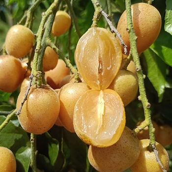 【精选s级】正宗新鲜黄皮果广东特产广西孕妇黄皮鸡心