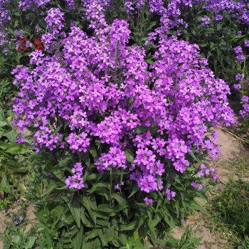 蓝香介花种子欧亚香花芥春秋播室外庭院景观绿化花卉种子观花草花 蓝