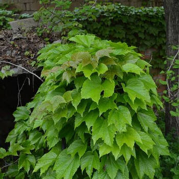 爬山虎苗盆栽三叶爬山虎大苗室内攀援花卉观花爬藤植物四季爬墙虎