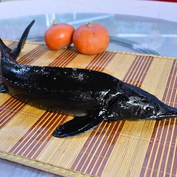 食用鲟龙鱼 软骨脆骨无鱼刺新鲜海鲜水产鲜活生鲜礼品鲟鱼 鲟龙鱼4斤