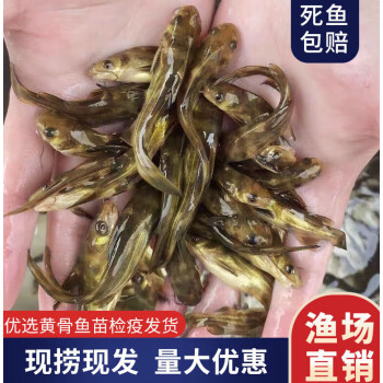 優質全雄黃顙魚苗黃骨魚苗黃丫頭魚苗黃辣丁魚苗活體魚池直髮包活黃骨