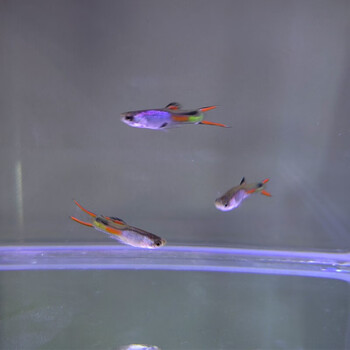 鱼官儿精灵孔雀鱼合集小型热带鱼观赏鱼双剑鱼孔雀鱼活体淡水鱼艾尔银精灵孔雀鱼全公2条 2cm左右 图片价格品牌报价 京东