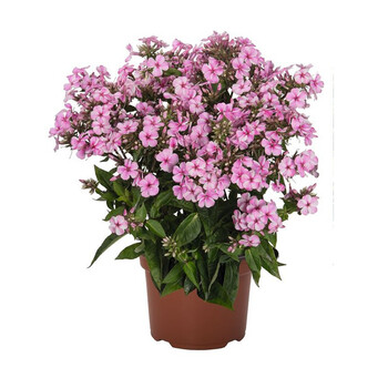 虹越(hongyue)宿根福禄考1加仑盆栽苗 多年生宿根草花花园植物易养