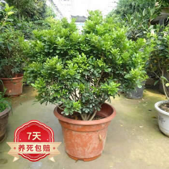 米兰花盆栽九里香室内阳台盆栽花卉绿植芳香植物观花米兰小盆景米兰五年苗 图片价格品牌报价 京东