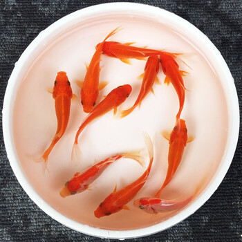 优鱼若宠 红草金水族观赏鱼红鲫鱼冷水淡水好养易