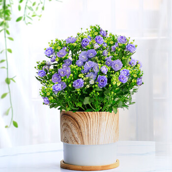 丹麦风铃花盆栽室内植物带花苞重瓣梦露花苗阳台庭院四