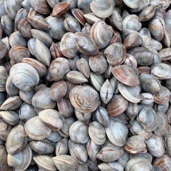 鲜活蛤蜊美贝无沙花甲大蛤蜊海鲜贝类鲜活蚬子花蛤海鲜炖汤 五斤装