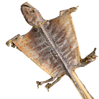 蛤 蚧 干货中药材酒料大全红蛤蚧粉一对中药饮片 带头足(六等)1对特价