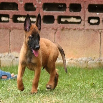 绿柒号 马犬幼犬纯种马犬活体宠物狗狗幼崽 大骨架中小型犬猎犬马里