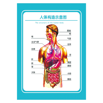 眼球結構圖示意圖宣傳畫掛圖耳鼻喉人體骨和全身骨骼解剖圖牆貼紙wst