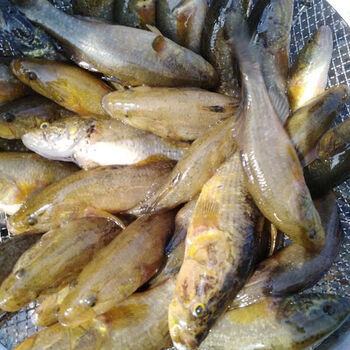 够印黑龙江特产鲜活正宗老头鱼山胖子速冻发货活鱼发货联系客服1斤