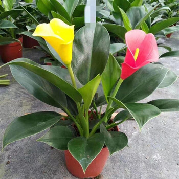 绿公主金钻旺宅吸毒王办公室内酒店盆栽四季常青绿植花卉 大金钻一盆