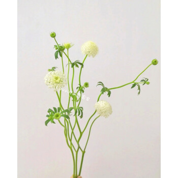插花小清新配花蓝星花香雪兰家庭插花切花新鲜花束翠珠白色9支左右