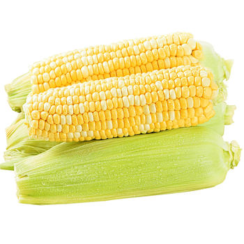 海南金银水果玉米新鲜生吃甜玉米当季生吃甜檽玉米棒子粘苞谷米 蔬菜