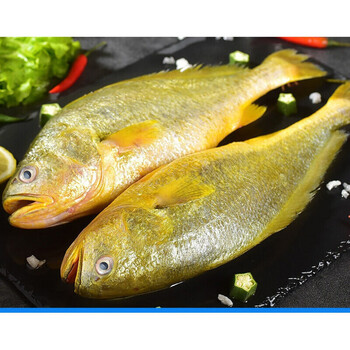 官井一号大黄花鱼新鲜大黄鱼深海黄花鱼深海鱼海鲜水产5斤装5条装