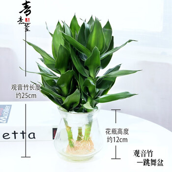 青意萱水培植物玻璃瓶观音竹富贵竹莲花竹办公室桌面小盆栽 小号