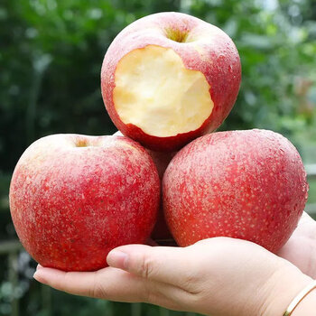 瑃蔻睿陕西红王子苹果新鲜水果丑萍当季整箱装 8斤装特大果【果径85mm