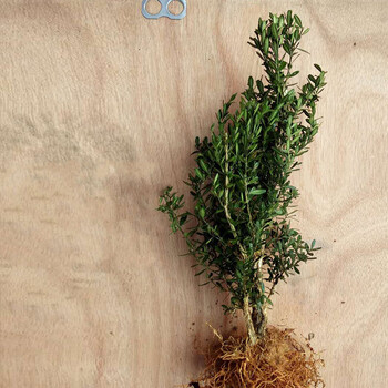 龙鳞黑珍珠黄杨苗培养成功小叶皱皮雀舌黄杨盆景雀舌5年苗1棵 地径1 5 2公分 不含盆 图片价格品牌报价 京东