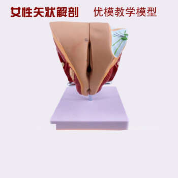 男女生殖检查费用(男女生殖检查费用多少)-第2张图片-鲸幼网