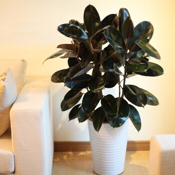 橡皮树黑金刚盆栽花盆苗客厅室内绿叶大叶四季常青型植物 70-80公分高一颗 不含盆