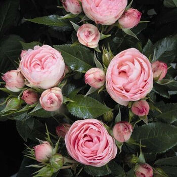 绿植阳台盆栽观花植物灌木大花月季玫瑰欧月花苗四季开花花卉洛可可不