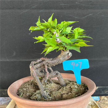 瑰季新品实拍白梅花盆景朱砂梅玉蝶绿植梅乌梅造型盆景树桩盆栽白梅花