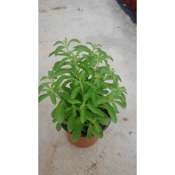 花明柳媚秋冬耐寒甜叶菊苗绿植盆栽香草茶甜甜来袭优惠促销 甜叶菊