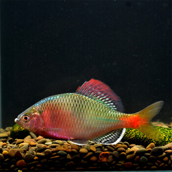 鳑鲏西南鳑鲏原生鱼越南鱊冷水观赏鱼活体 越南鱊10只(7-8厘米)全国