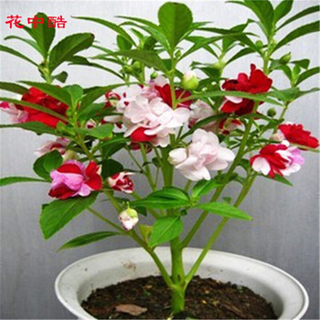 花中酷草花种子凤仙花种子家庭种植园艺美丽野花种子凤仙花100粒 图片价格品牌报价 京东