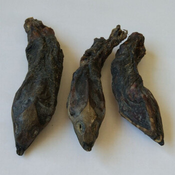 百日山 鳖首 中药材鳖头甲鱼头鳖甲头团鱼头可以打粉 1只