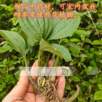 新鮮見血清三葉青中藥中草藥鮮品室內桌擺四季常青開花植物5斤2500克