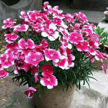 一播大地盆栽花卉种子常夏石竹种子阳台花种子花草种子耐热耐寒常夏石竹种子混色250克 图片价格品牌报价 京东