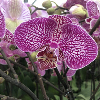 蝴蝶王(带花剑) 不含盆