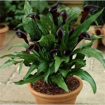 现货荷兰进口彩色马蹄莲种球大球彩马种球多年生盆栽球根花卉真 黑