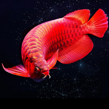 红龙鱼活体赛级印尼超血红龙赤血红龙鱼活鱼辣椒紫艳