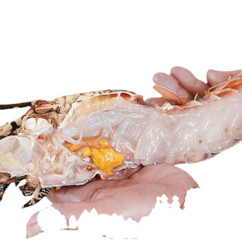 澳洲花龙虾鲜活海鲜水产超特大冰鲜小青龙锦绣大龙虾 2.4斤~2.6斤/只