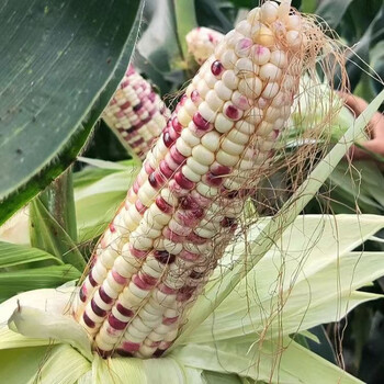 细辛水果甜黑糯玉米苗种子带土发货彩色白香粘秋玉米秧苗基地直发 彩