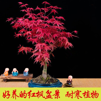 当日发货现货日本红枫盆景老桩四季红红枫盆栽红枫树苗黄金枫树盆景红舞姬盆景8年黄金枫盆景分支多叶子多含塑料花盆 图片价格品牌报价 京东