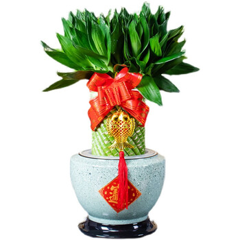 富贵竹水培植物前台办公室客厅水养带根盆栽摆件 小号竹 红色陶瓷盆