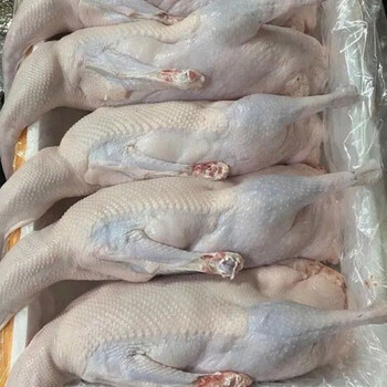 潮汕狮头鹅新鲜现杀整只老鹅整只农家大鹅掌鹅翅鹅肉批发生鲜  蕾拉