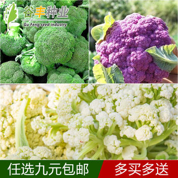 颜集卉花椰菜松花菜西兰花西蓝花紫花菜种籽绿花菜四季蔬菜种子阳台庭院套餐 白 紫 绿 原装1包 图片价格品牌报价 京东