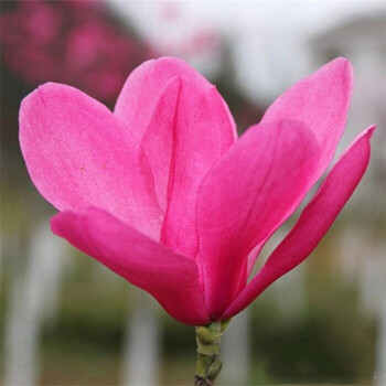 溢睬莲苗木直销玉兰花树苗大型庭院树木红玉兰白玉兰盆栽绿化风景树苗景观树娇红一号60到80厘米高苗 图片价格品牌报价 京东