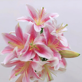 云醉花 云南鲜花基地直发b级 百合梯伯 10枝/扎 可选头数 粉红色 2头