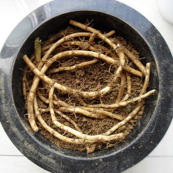 【精品绿植】鱼腥草种子折耳根种子种根种苗贵州野生新鲜四季盆栽蔬菜